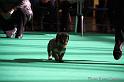 Crufts2011_2 676